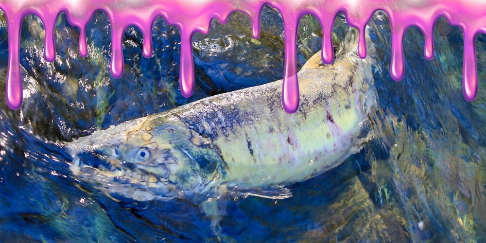 Shine Early, Spring Salmon